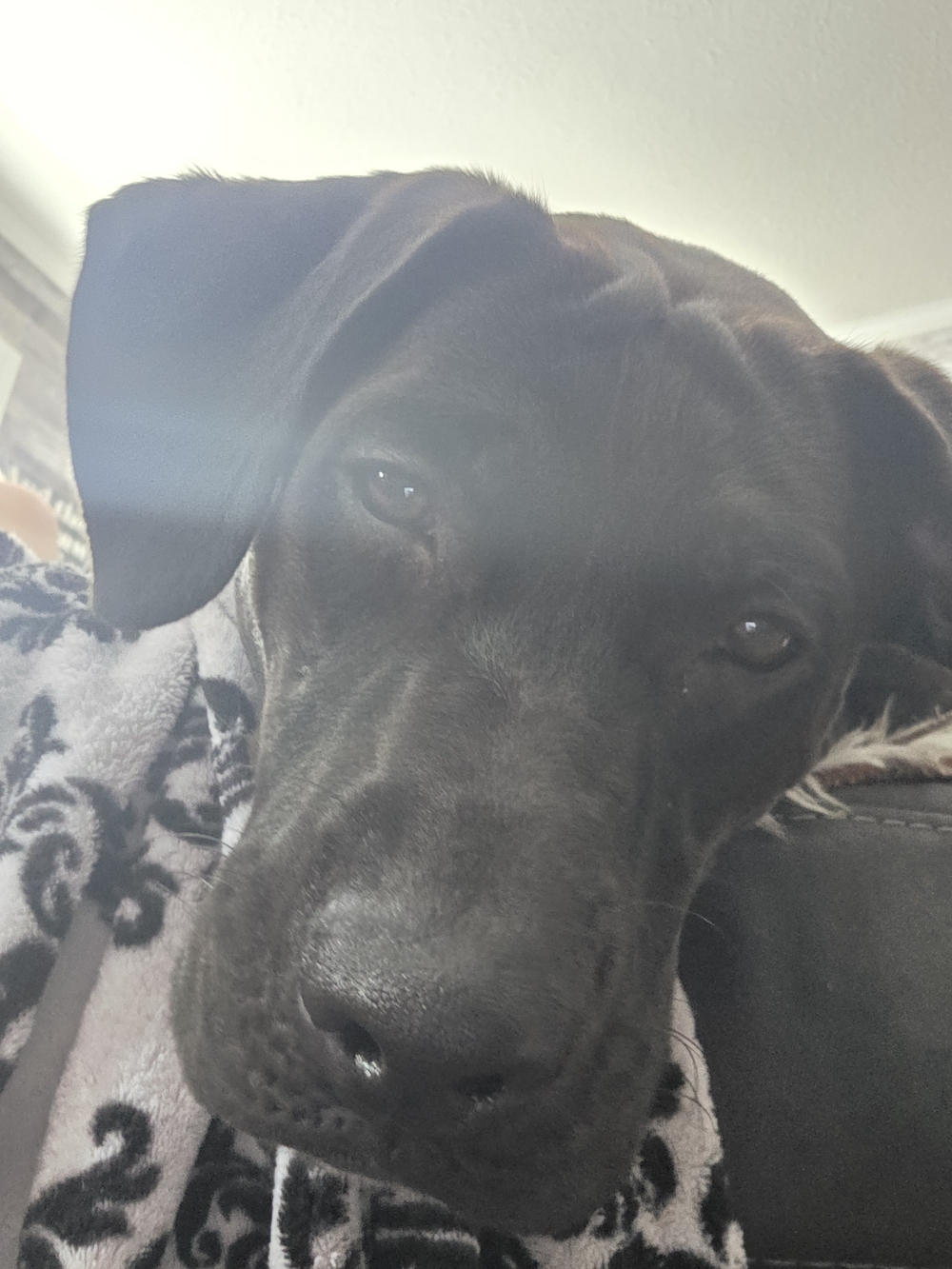 Meet Glimmer Aka Shimma Glimma aasistant Manager